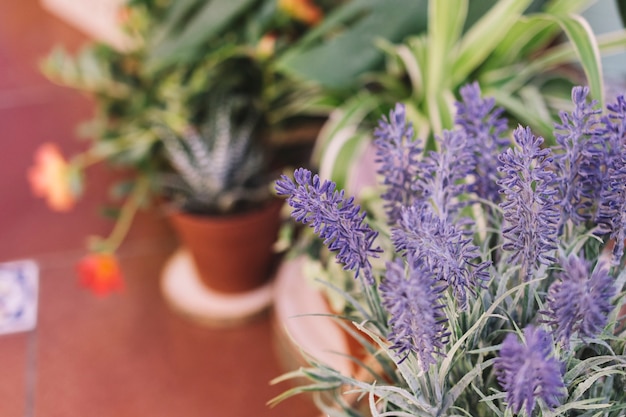 Plants on terrace