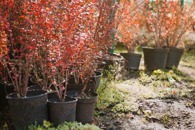 Free Photo plants in their pots