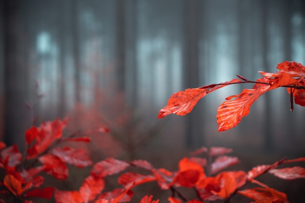 Plants with orange leaves in forest