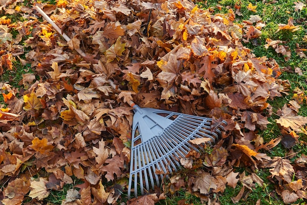 Plastic fan rake on pile of dry golden leaves in autumn season view from above of raked leaves with