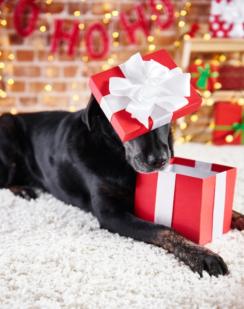 Free Photo playful dog opening a christmas gift