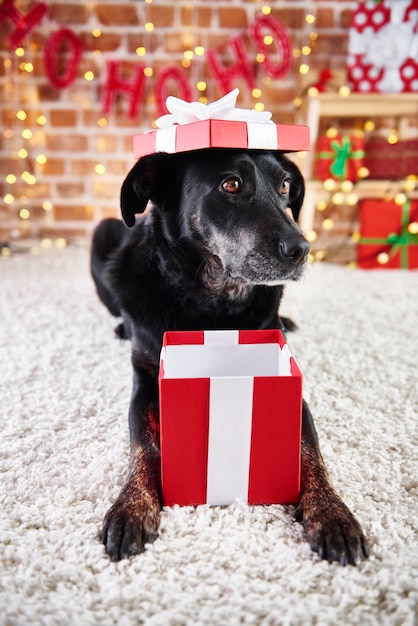 Free photo playful dog opening a christmas present