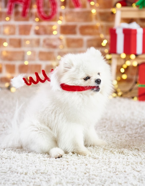 Free photo playful dog with santa hat