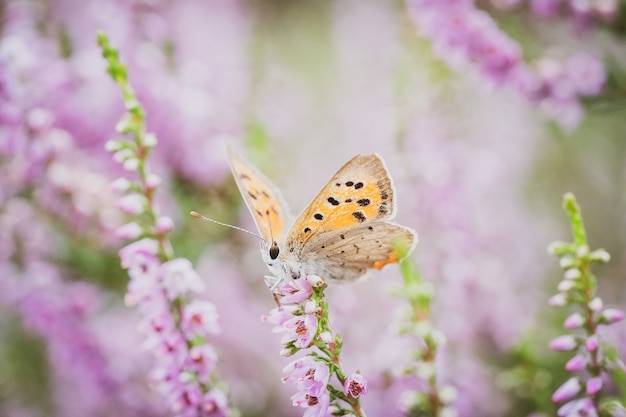 Plebejus argus small butterfly on a flower