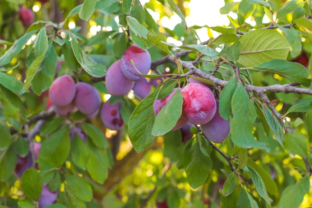 Free Photo plum branch with juicy fruits , sunlight, plum garden.