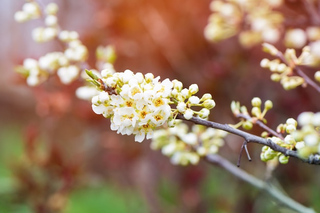 Free photo plum tree branch blossoms in the garden.