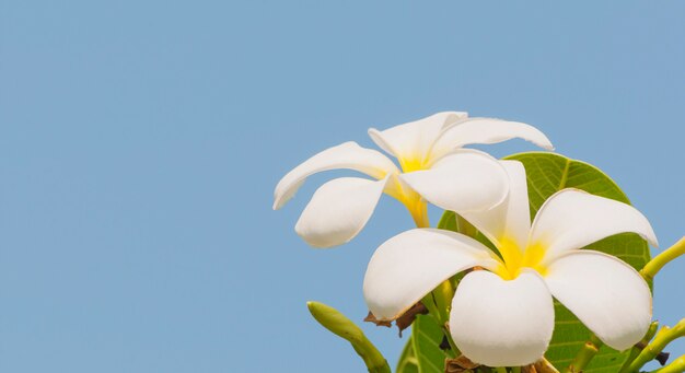 Plumeria on its tree over blue sky background