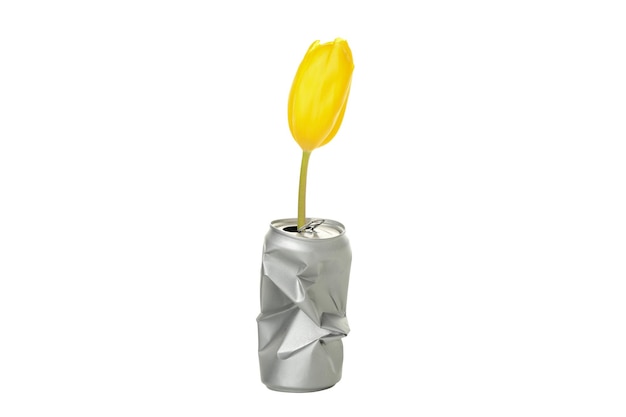 Free photo png yellow tulip in tin can isolated on white background