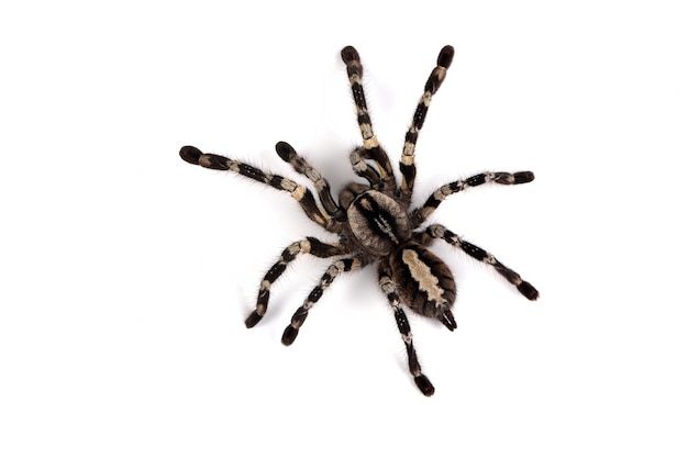 Poecilotheria regalis tarantula isolated on white background regalis tarantula closeup on white background