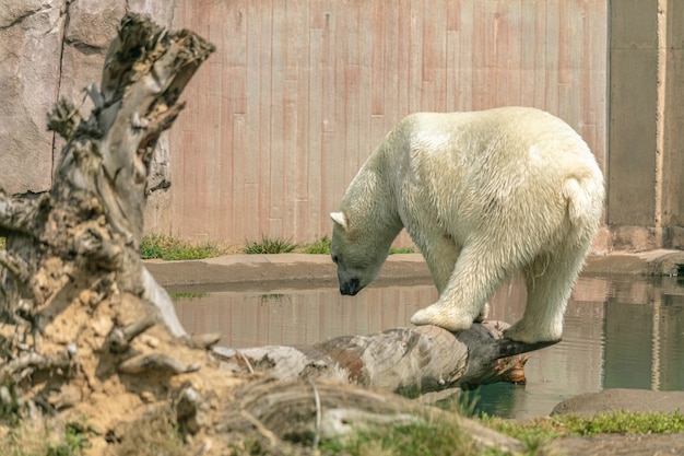 Free photo polar bear standing on a tree branch surrounded by water under sunlight in a zoo