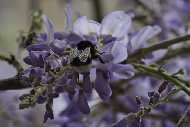 Pollinating glycine in spring