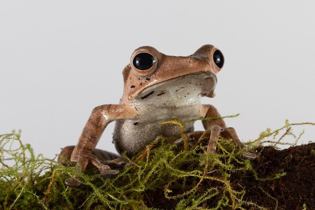 Free photo polypedates otilophus closeup on moss polypedates otilophus front view animal closeup