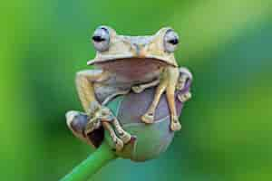 Free photo polypedates otilophus closeup on red bud polypedates otilophus front view animal closeup