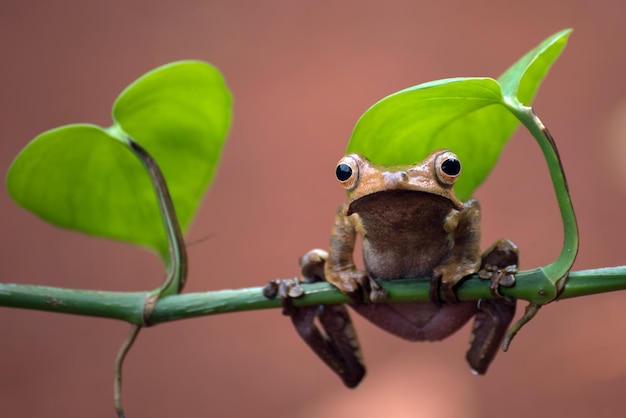 Free Photo polypedates otilophus sitting on branch