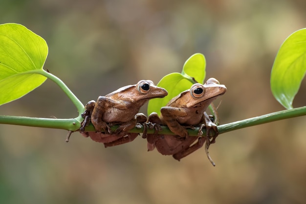 Free photo polypedates otilophus sitting on green branch