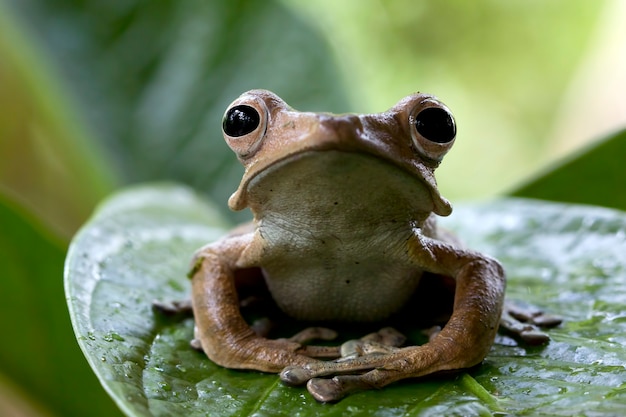 Free photo polypedates otilophus sitting on green leaves