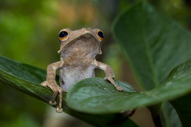 Free photo polypedates otilophus sitting on green leaves