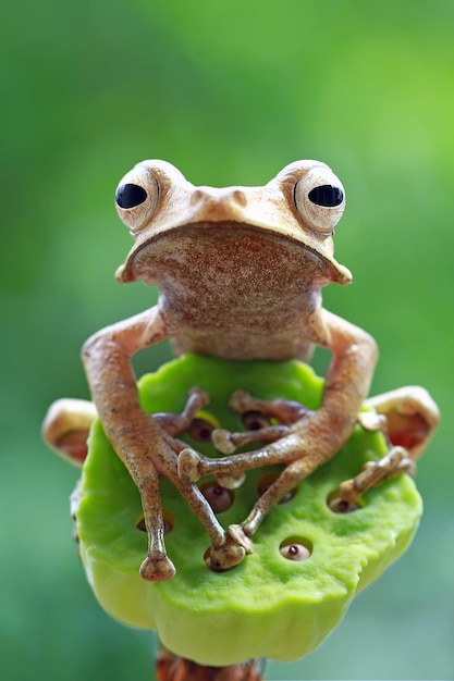 Free Photo polypedates otilophus sitting on red buds polypedates otilophus front view animal closeup