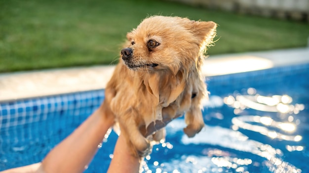 Free Photo pomeranian in the owner's hands in a pool