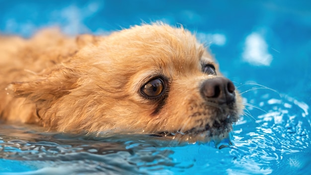 Pomeranian swimming in a pool