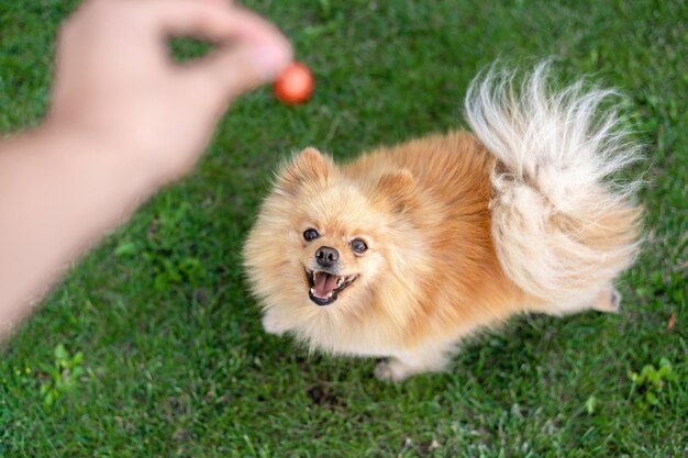 Pomeranian with brown fur