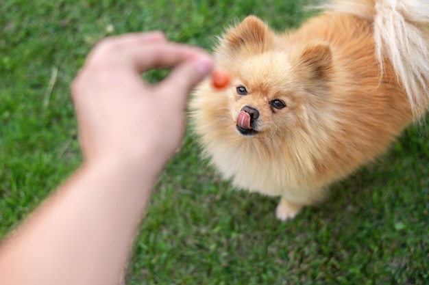 Free photo pomeranian with brown fur