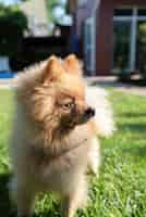 Free photo pomeranian with yellow fur on the grass looking on the right