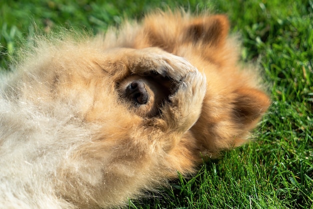 Free photo pomeranian with yellow fur lying on the grass on it's back