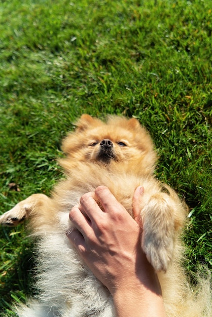 Free photo pomeranian with yellow fur lying on the grass on it's back