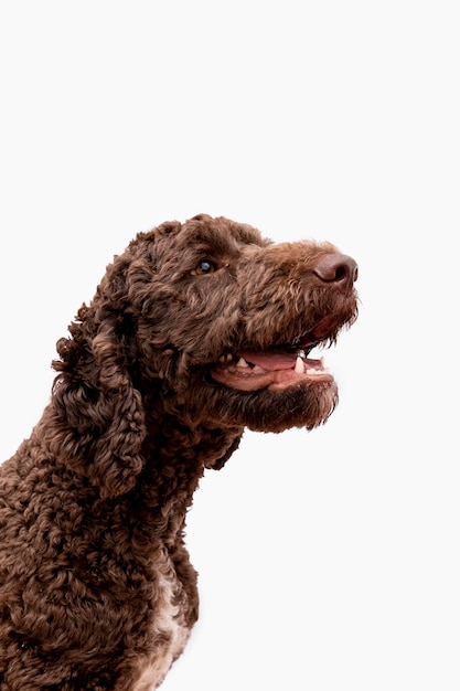 Poodle with open mouth