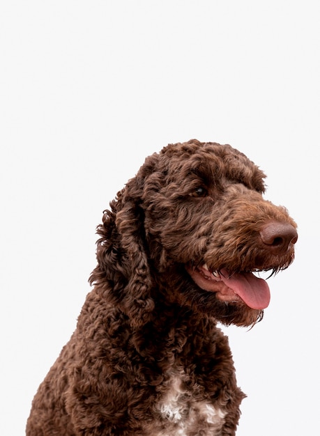 Free photo poodle with tongue out