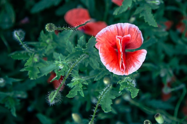 Poppies among the green foliage in the field top view