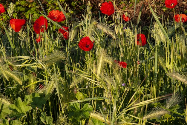 Free photo poppy field surrounded by greenery under sunlight with a blurry background