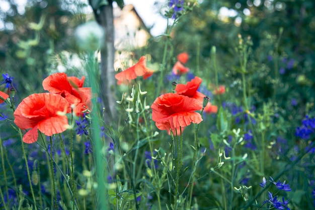 Free Photo poppy flowers on a blurred background among the grass