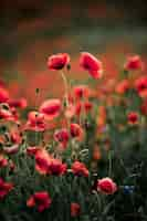 Free photo poppy flowers in nature