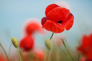 Red poppy photos