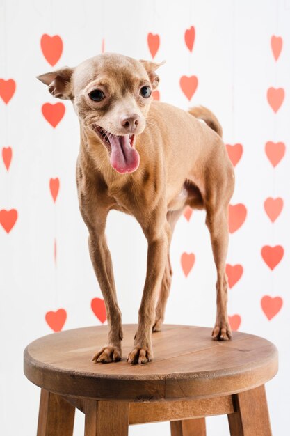 Portrait of adorable chihuahua dog smiling