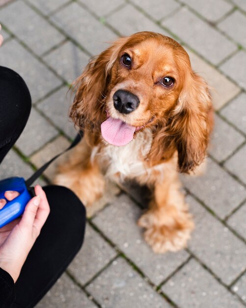 Portrait of adorable cocker spaniel