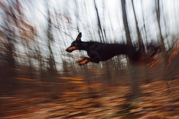 Portrait of adorable doberman dog