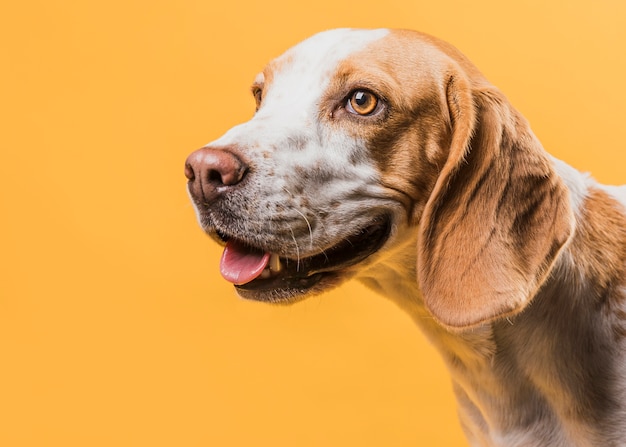 Portrait of adorable dog  looking away