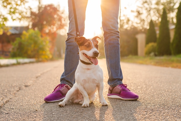 Portrait of adorable dog outdoors