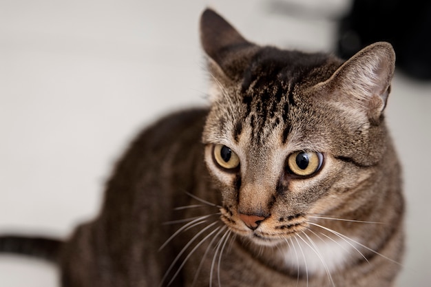 Free photo portrait of adorable domestic cat