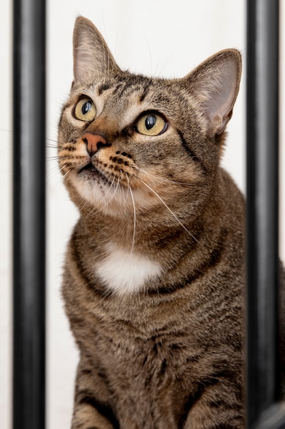 Free photo portrait of adorable domestic cat