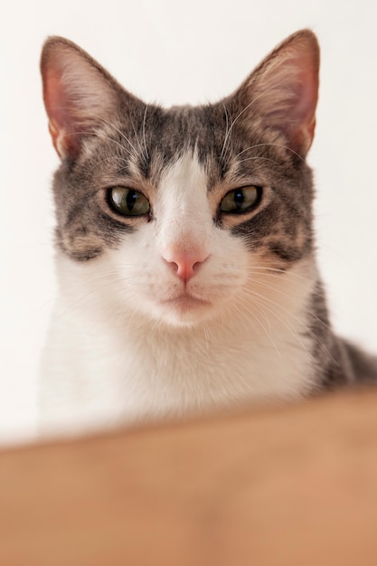 Portrait of adorable domestic cat