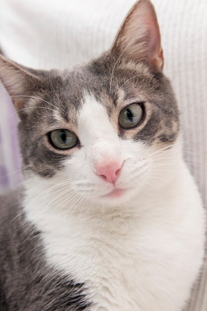 Portrait of adorable domestic cat