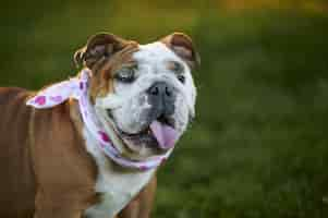 Free photo portrait of an adorable english bulldog wearing a scarf with hearts print