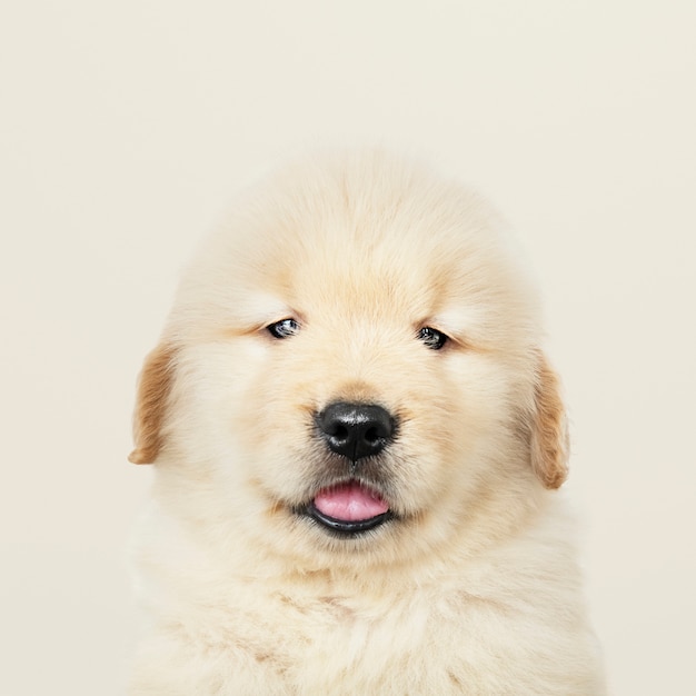 Free Photo portrait of an adorable golden retriever puppy