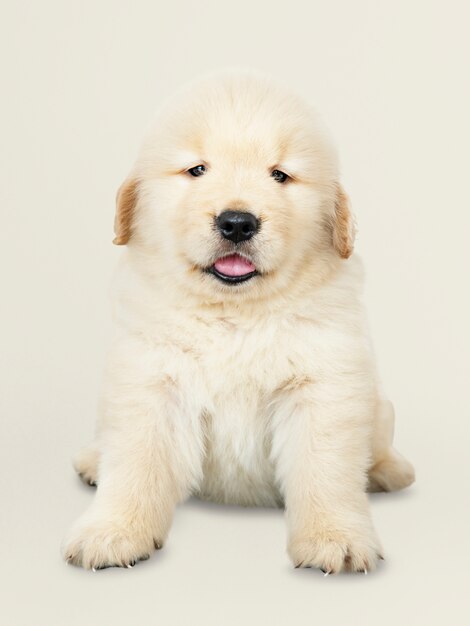 Portrait of an adorable Golden Retriever puppy