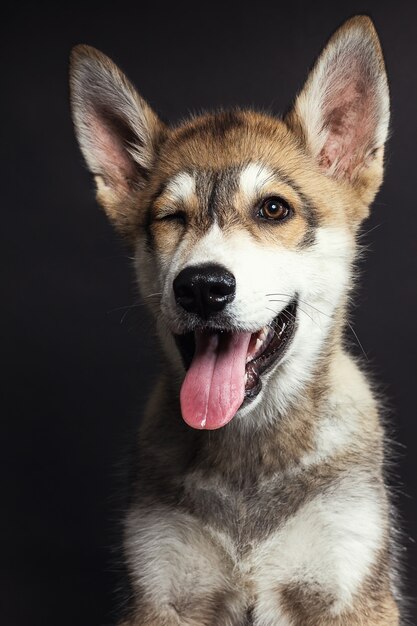 Portrait of an adorable husky puppy on black scene