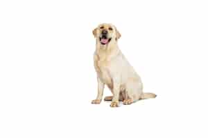 Free photo portrait of adorable labrador retriever posing isolated on white studio background concept of motion action pet's love dynamic